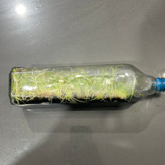 Dendrobium devonianum (ORCHID SPECIES FLASK)