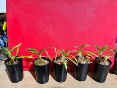 Clowesetum Penang Waltz '3'