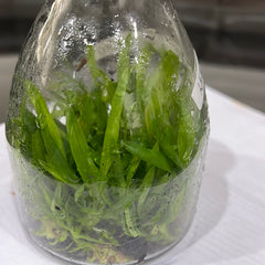 TOP Flask - Onc. Twinkle 'Oro'