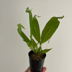 Paphinia Majestic (Paphinia cristata x Paphinia herrerae)