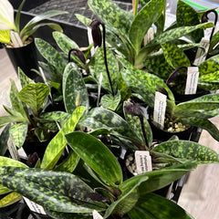 (IN BUDS NOW) Paphiopedilum Hung Sheng Jewel x Hung Sheng Citron