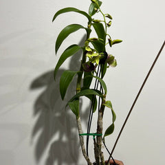 IN FLOWER - Den. Thongchai Gold ‘Splash’