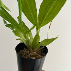 Paphinia Majestic (Paphinia cristata x Paphinia herrerae)