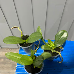 Phalaenopsis Expressions (Healthy Mericlone)