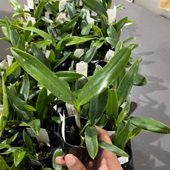 Cattleya Finesse Topaz (Pink Spots - Fragrant)