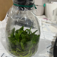 C. walkeriana var.semi-alba"Elixir of Love"(FLASK/TISSUE CULTURE 20+ PLANTS)