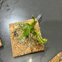 Dendrobium kanburiense (Miniature Species from Thailand)