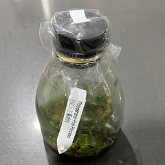 Philodendron ‘Pink Princess’ FLASK TISSUE CULTURE 15+ PLANTS