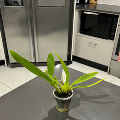 ODCDM. CATATANTE 'PACIFIC SUNBURST'