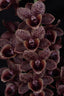 Fdk. After Dark ‘Baker's Black’