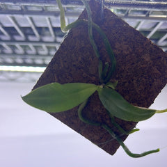 Phalaenopsis Parishii 'Dark Lip' (Miniature Species)
