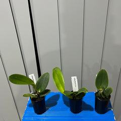 Cattleya Mackie's Flare (Fragrant Mericlone)