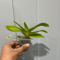 Rhynchostylis gigantea peach form (Fragrant)
