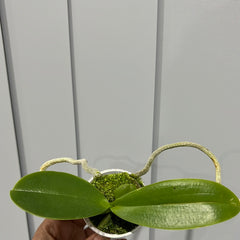 Phalaenopsis Black Stripes (Healthy Mericlone)