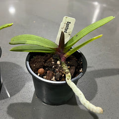 Pack of 3 Nearly Flowering Size Rhynchostylis (Foxtail Orchids)