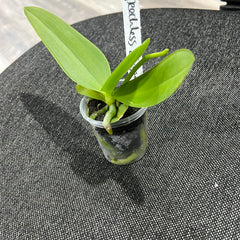 IN SPIKE! - Phalaenopsis Speechless Elegance (Healthy Mericlone)