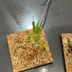Dendrobium kanburiense (Miniature Species from Thailand)