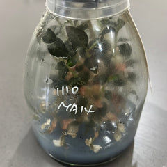 Anoectochilus sp. (red vein) 'Wizzard of Oz' (MERICLONE FLASK/TC)