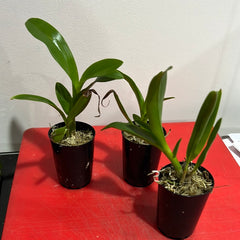 50MM TUBE Dendrobium tangerinum x Dendrobium taurinum