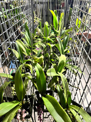 FLOWERING/ IN SPIKE RHYNCHOSTYLIS (FOXTAIL ORCHIDS)