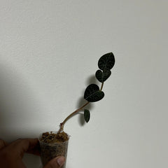 (Herbal Jewel Orchid) - Anoectochilus formosanus hayata