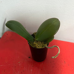 Phalaenopsis Carribean Dream (Healthy in 50mm pot)
