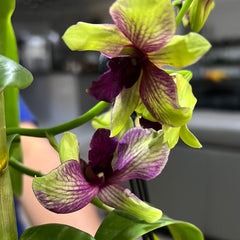 IN FLOWER - Den. Thongchai Gold ‘Splash’