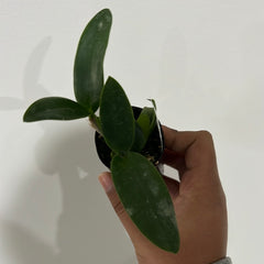 Ctt. Deception Drop (4n) 'Pink Topaz' - Polyploid RARE