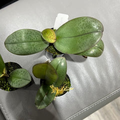 Phalaenopsis Aquarelle (Mottled Leaved) RARE