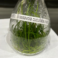 TOP - Brassavola cucullata