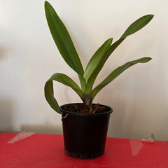 Paph. Cocoa Burhill x Spicerianum