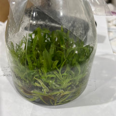 Cattleya Dowiana aurea (FLASK/TISSUE CULTURE 20+ PLANTS)