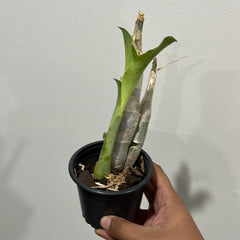 Catasetum macroglossum (Species from Ecuador)
