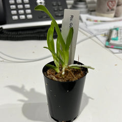 TOP - Rlc. Golf Rainbow X Rlc. Jac Golden Peacock (Cattleya Hybrid)