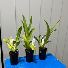 Miltoniopsis Newton Falls (Beautiful Mericloned Plant)