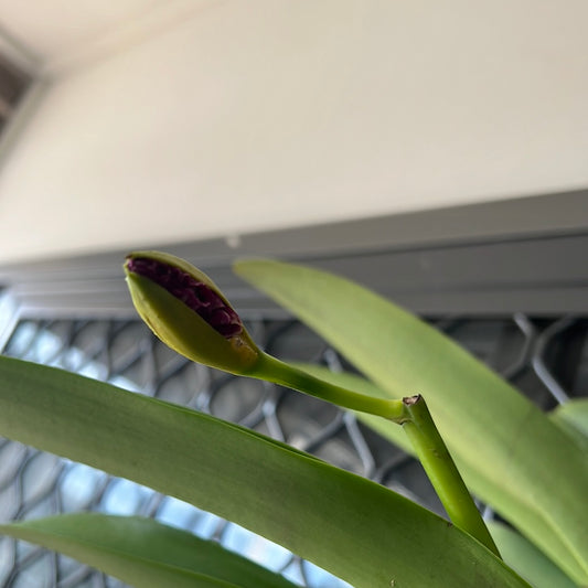 IN BUDS!!! Blc. Dora Louise Capen 'Clifton Two Tone' (Fragrant)