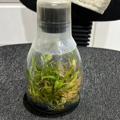 Dendrobium unicum SPECIES FLASK