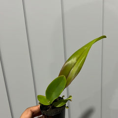 Rlc. Hey Song 'Amazing Thailand'