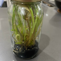 Phaius australis FLASK/TISSUE CULTURE