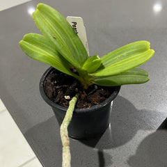 Pack of 3 Nearly Flowering Size Rhynchostylis (Foxtail Orchids)