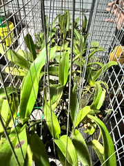 FLOWERING/ IN SPIKE RHYNCHOSTYLIS (FOXTAIL ORCHIDS)