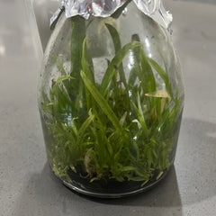 Psychopsis Mariposa f. alba (RARE FLASK)