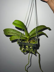 Flowering Size Rhynchostylis Gigantea spots (Fragrant)