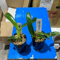 Paph. St Swithin 'Bear-1' x Paph. Wossner Black Wings 'Bear' (RARE MULTIFLORAL TYPE)