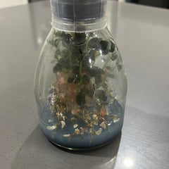 Anoectochilus sp. (red vein) 'Wizzard of Oz' (MERICLONE FLASK/TC)