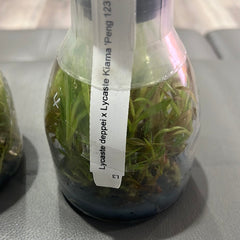 Lycaste deppei x Lycaste Kiama '123' (FLASK 25+ PLANTS)