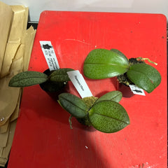 PACK OF 3 MOTTLED PHALAENOPSIS HYBRIDS