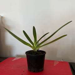 Paph. Lady Rothschild x Paph. Rothschildianum Red King x Paph. Lady Isabel