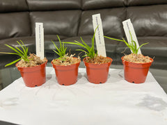 TOP Brassavola Nodosa x sib Thick Leaves  (Lady of the Night)