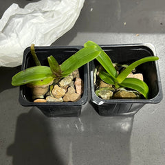 Pack of 5 Rhynchostylis (Foxtail Orchids)